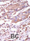 Calcium/Calmodulin Dependent Protein Kinase II Alpha antibody, abx033232, Abbexa, Immunohistochemistry paraffin image 