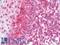 Toll-like receptor 10 antibody, LS-B9935, Lifespan Biosciences, Immunohistochemistry frozen image 