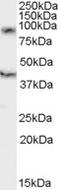 Hematopoietic Cell Signal Transducer antibody, LS-C54702, Lifespan Biosciences, Western Blot image 