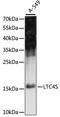 Leukotriene C4 Synthase antibody, LS-C750042, Lifespan Biosciences, Western Blot image 