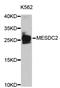 Mesoderm Development LRP Chaperone antibody, STJ111224, St John