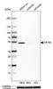 Keratin 80 antibody, PA5-67483, Invitrogen Antibodies, Western Blot image 