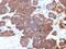 Parathyroid Hormone antibody, GTX34951, GeneTex, Immunohistochemistry paraffin image 