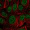 Zinc Finger DHHC-Type Containing 12 antibody, HPA059339, Atlas Antibodies, Immunocytochemistry image 