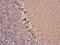 Myosin Heavy Chain 10 antibody, GTX634160, GeneTex, Immunohistochemistry paraffin image 