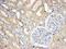 Sorting Nexin 8 antibody, MBS423328, MyBioSource, Immunohistochemistry frozen image 