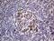 MAGE Family Member B4 antibody, MA5-27111, Invitrogen Antibodies, Immunohistochemistry frozen image 