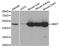 4-aminobutyrate aminotransferase, mitochondrial antibody, orb167213, Biorbyt, Western Blot image 