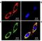 Putative endoplasmin-like protein antibody, orb67381, Biorbyt, Immunofluorescence image 