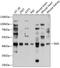 Spermine Synthase antibody, A01831, Boster Biological Technology, Western Blot image 
