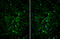 Tryptophan Hydroxylase 2 antibody, GTX101962, GeneTex, Immunofluorescence image 