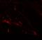 Solute Carrier Family 39 Member 7 antibody, NBP1-76504, Novus Biologicals, Immunofluorescence image 