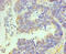 POU Class 5 Homeobox 1 antibody, CSB-PA11579A0Rb, Cusabio, Immunohistochemistry paraffin image 