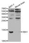 Ring-Box 1 antibody, LS-B13862, Lifespan Biosciences, Western Blot image 