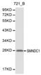 Survival Motor Neuron Domain Containing 1 antibody, PA5-75652, Invitrogen Antibodies, Western Blot image 