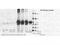 ALB antibody, TA319292, Origene, Western Blot image 