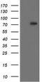 RIPK1 antibody, LS-C175237, Lifespan Biosciences, Western Blot image 