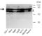 Chromobox 4 antibody, ALX-210-570-C100, Enzo Life Sciences, Western Blot image 