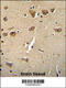 Complexin 3 antibody, 55-314, ProSci, Immunohistochemistry frozen image 