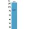 MYB Proto-Oncogene, Transcription Factor antibody, LS-C387092, Lifespan Biosciences, Western Blot image 