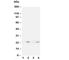 High Mobility Group Box 4 antibody, R30219, NSJ Bioreagents, Western Blot image 