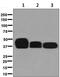 IGB antibody, ab134147, Abcam, Western Blot image 