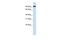 Bromodomain Containing 3 antibody, PA5-40885, Invitrogen Antibodies, Western Blot image 