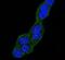 Heat Shock Protein Family A (Hsp70) Member 5 antibody, PA5-24963, Invitrogen Antibodies, Immunofluorescence image 