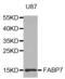 Fatty Acid Binding Protein 7 antibody, abx002324, Abbexa, Western Blot image 
