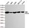 Annexin A6 antibody, M03735, Boster Biological Technology, Western Blot image 