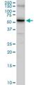 Solute Carrier Family 14 Member 1 (Kidd Blood Group) antibody, H00006563-D01P, Novus Biologicals, Western Blot image 