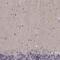 Ras Like Without CAAX 2 antibody, NBP2-68932, Novus Biologicals, Immunohistochemistry frozen image 