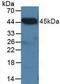 C-Terminal Binding Protein 2 antibody, MBS2026378, MyBioSource, Western Blot image 