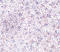 Plexin Domain Containing 1 antibody, LS-C34746, Lifespan Biosciences, Immunohistochemistry frozen image 