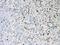 AIF1 antibody, A01394, Boster Biological Technology, Immunohistochemistry paraffin image 