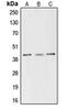 CAMP Responsive Element Binding Protein 1 antibody, MBS820404, MyBioSource, Western Blot image 