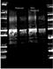 Protein A antibody, orb344172, Biorbyt, Western Blot image 