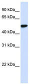 WD Repeat Domain 4 antibody, TA346003, Origene, Western Blot image 