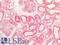 Bone Morphogenetic Protein 8b antibody, LS-B11364, Lifespan Biosciences, Immunohistochemistry paraffin image 