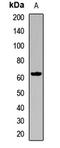 PR domain zinc finger protein 14 antibody, LS-C668878, Lifespan Biosciences, Western Blot image 