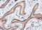 Ras antibody, NBP2-43784, Novus Biologicals, Immunohistochemistry paraffin image 