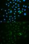 CD79b Molecule antibody, GTX53917, GeneTex, Immunocytochemistry image 