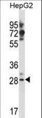 GSG1 Like antibody, LS-C166695, Lifespan Biosciences, Western Blot image 