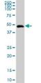Cobalamin Binding Intrinsic Factor antibody, H00002694-D01P, Novus Biologicals, Western Blot image 