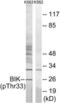 BCL2 Interacting Killer antibody, LS-C198683, Lifespan Biosciences, Western Blot image 