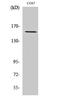 DNA-directed RNA polymerase III subunit RPC1 antibody, A06059, Boster Biological Technology, Western Blot image 