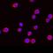 Fucosyltransferase 9 antibody, MAB64091, R&D Systems, Immunofluorescence image 