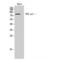 DNA Polymerase Iota antibody, LS-C383172, Lifespan Biosciences, Western Blot image 