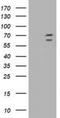 Tripartite Motif Containing 2 antibody, NBP2-02928, Novus Biologicals, Western Blot image 