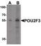 POU Class 2 Homeobox 3 antibody, PA5-38028, Invitrogen Antibodies, Western Blot image 